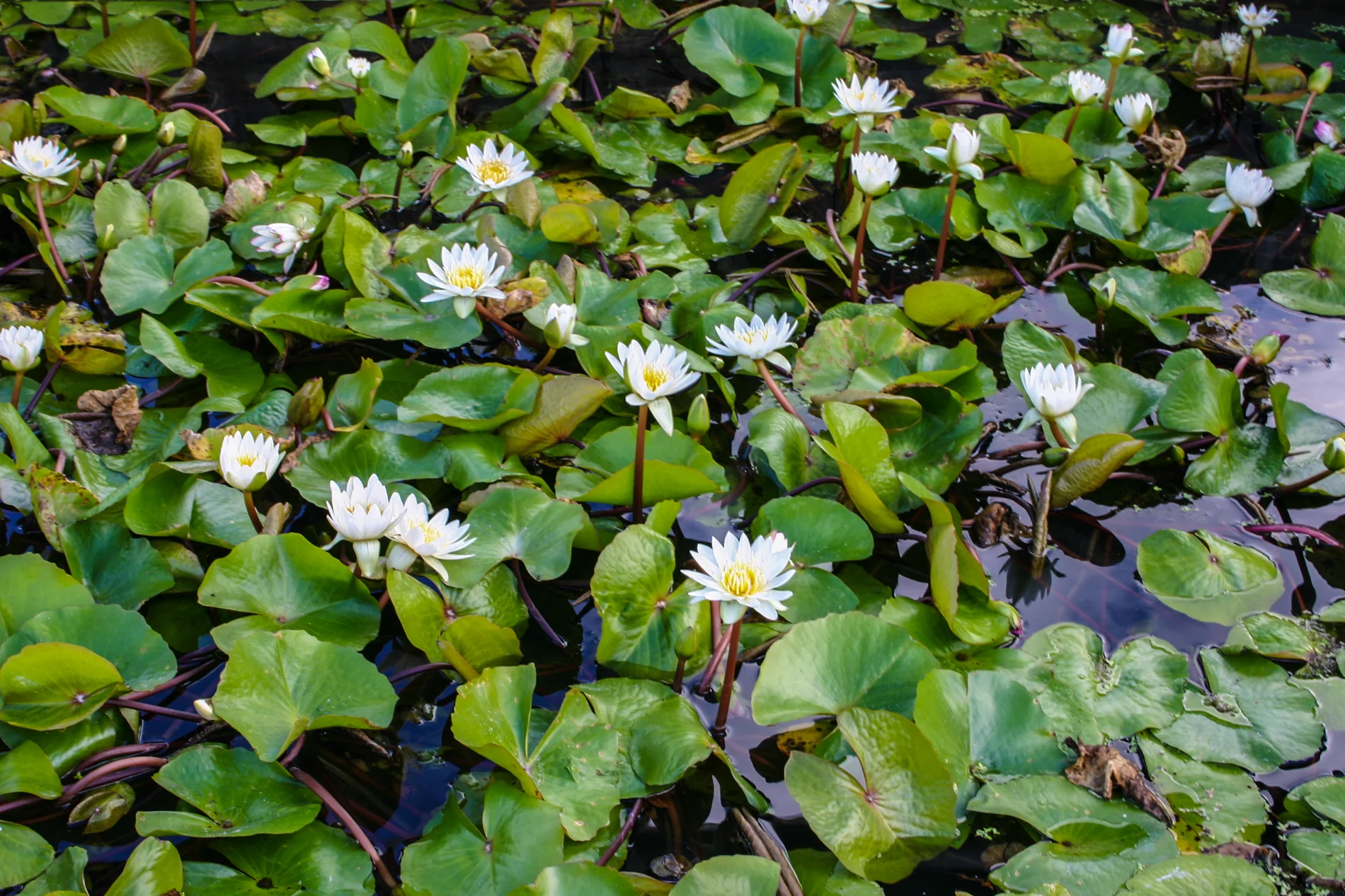 Nymphaea 'Josephine' — Florida Aquatic Nurseries